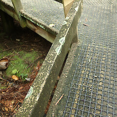On timber fence, Heaphy Track, West Coast.<br>Photographer: Melissa Hutchison, Date taken: 04/04/2021, Licence: <a target='_blank' href='https://creativecommons.org/licenses/by-nc/4.0'>CC BY-NC</a>. <a class='member-message' href='/nzpcn/why-join-nzpcn/' target='_blank'>Members can view a larger version of this image.</a>