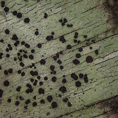 Maninganinga Kauri Walk, Northland.<br>Photographer: Melissa Hutchison, Date taken: 20/01/2020, Licence: <a target='_blank' href='https://creativecommons.org/licenses/by-nc/4.0'>CC BY-NC</a>. <a class='member-message' href='/nzpcn/why-join-nzpcn/' target='_blank'>Members can view a larger version of this image.</a>