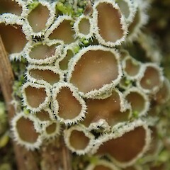 Psoroma paleaceum