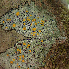 Maninganinga Kauri Walk, Northland.<br>Photographer: Melissa Hutchison, Date taken: 21/01/2020, Licence: <a target='_blank' href='https://creativecommons.org/licenses/by-nc/4.0'>CC BY-NC</a>. <a class='member-message' href='/nzpcn/why-join-nzpcn/' target='_blank'>Members can view a larger version of this image.</a>