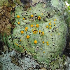 On nikau, Hokianga, Northland.<br>Photographer: Marley Ford, Date taken: 25/12/2018, Licence: <a target='_blank' href='https://creativecommons.org/licenses/by-nc/4.0'>CC BY-NC</a>. <a class='member-message' href='/nzpcn/why-join-nzpcn/' target='_blank'>Members can view a larger version of this image.</a>
