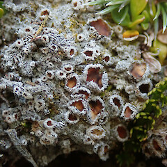 Ohau Range.<br>Photographer: Melissa Hutchison, Date taken: 21/01/2021, Licence: <a target='_blank' href='https://creativecommons.org/licenses/by-nc/4.0'>CC BY-NC</a>. <a class='member-message' href='/nzpcn/why-join-nzpcn/' target='_blank'>Members can view a larger version of this image.</a>