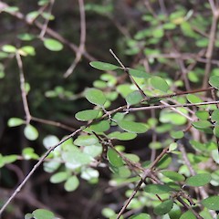 Foliage, Hokonui Hills, Southland.<br>Photographer: Jesse Bythell, Date taken: 19/12/2015, Licence: <a target='_blank' href='https://creativecommons.org/licenses/by-nc/4.0'>CC BY-NC</a>.