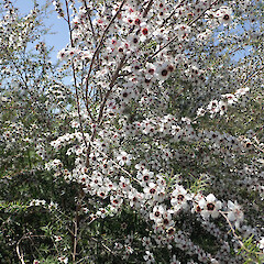 Flowering branches, Kneebone Road, Te Mimiha Peat Bog, Hamilton Basin, Waikato.<br>Photographer: Peter J de Lange, Date taken: 12/12/2020, Licence: <a target='_blank' href='https://creativecommons.org/licenses/by/4.0'>CC BY</a>. <a class='member-message' href='/nzpcn/why-join-nzpcn/' target='_blank'>Members can view a larger version of this image.</a>