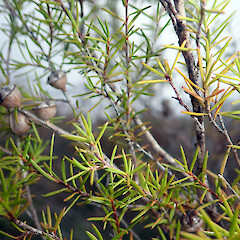 Foliage of Leptospermum repo, Kopouatai Peat Bog, Hauraki Plains, Waikato.<br>Photographer: Peter J de Lange, Date taken: 15/06/2019, Licence: <a target='_blank' href='https://creativecommons.org/licenses/by/4.0'>CC BY</a>. <a class='member-message' href='/nzpcn/why-join-nzpcn/' target='_blank'>Members can view a larger version of this image.</a>