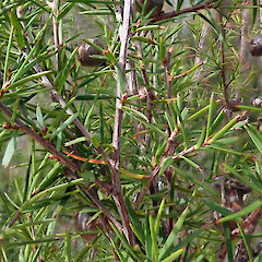 Foliage of Leptospermum repo, Kopouatai Peat Bog, Hauraki Plains, Waikato.<br>Photographer: Peter J de Lange, Date taken: 15/06/2019, Licence: <a target='_blank' href='https://creativecommons.org/licenses/by/4.0'>CC BY</a>. <a class='member-message' href='/nzpcn/why-join-nzpcn/' target='_blank'>Members can view a larger version of this image.</a>