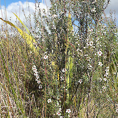 Leptospermum repo, flowering shrub at type locality, Southern Island Block, Whangamarino Peat Bog, Huntly Basin, Waikato.<br>Photographer: Peter J de Lange, Date taken: 12/12/2020, Licence: <a target='_blank' href='https://creativecommons.org/licenses/by/4.0'>CC BY</a>. <a class='member-message' href='/nzpcn/why-join-nzpcn/' target='_blank'>Members can view a larger version of this image.</a>