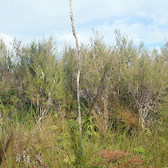 Leptospermum repo shrubs in restiad bog, Kopouatai Peat Bog, Hauraki Plains, Waikato.<br>Photographer: Peter J de Lange, Date taken: 04/06/2021, Licence: <a target='_blank' href='https://creativecommons.org/licenses/by/4.0'>CC BY</a>. <a class='member-message' href='/nzpcn/why-join-nzpcn/' target='_blank'>Members can view a larger version of this image.</a>