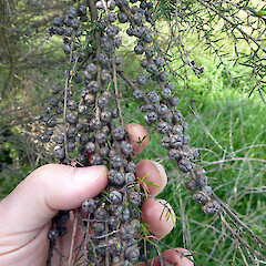 Unopened, mature fruiting capsules, Valinitine Road, Komakorau Peat Bog, Hamilton Basin, Waikato.<br>Photographer: Peter J de Lange, Date taken: 08/06/2019, Licence: <a target='_blank' href='https://creativecommons.org/licenses/by/4.0'>CC BY</a>. <a class='member-message' href='/nzpcn/why-join-nzpcn/' target='_blank'>Members can view a larger version of this image.</a>