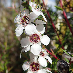 Leptospermum repo flowers, type locality, Southern Island Block Road, Whangamarino, Huntly Basin, Waikato.<br>Photographer: Peter J de Lange, Date taken: 12/12/2020, Licence: <a target='_blank' href='https://creativecommons.org/licenses/by/4.0'>CC BY</a>. <a class='member-message' href='/nzpcn/why-join-nzpcn/' target='_blank'>Members can view a larger version of this image.</a>
