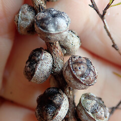 Leptospermum repo mature, unopening capsules, Kopouatai Peat Bog, Hauraki Plains, Waikato.<br>Photographer: Peter J de Lange, Date taken: 04/06/2021, Licence: <a target='_blank' href='https://creativecommons.org/licenses/by/4.0'>CC BY</a>. <a class='member-message' href='/nzpcn/why-join-nzpcn/' target='_blank'>Members can view a larger version of this image.</a>