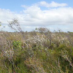 Leptospermum repo, flowering shrubs growing in restiad bog (type locality), southern Island Block Road, Whangamarino, Huntly Basin, Waikato.<br>Photographer: Peter J de Lange, Date taken: 12/12/2020, Licence: <a target='_blank' href='https://creativecommons.org/licenses/by/4.0'>CC BY</a>. <a class='member-message' href='/nzpcn/why-join-nzpcn/' target='_blank'>Members can view a larger version of this image.</a>