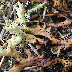 Stewart Island.<br>Photographer: Melissa Hutchison, Date taken: 19/04/2021, Licence: <a target='_blank' href='https://creativecommons.org/licenses/by-nc/4.0'>CC BY-NC</a>. <a class='member-message' href='/nzpcn/why-join-nzpcn/' target='_blank'>Members can view a larger version of this image.</a>