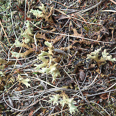 Stewart Island.<br>Photographer: Melissa Hutchison, Date taken: 19/04/2021, Licence: <a target='_blank' href='https://creativecommons.org/licenses/by-nc/4.0'>CC BY-NC</a>. <a class='member-message' href='/nzpcn/why-join-nzpcn/' target='_blank'>Members can view a larger version of this image.</a>