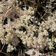Macraes Flat, Otago.<br>Photographer: Melissa Hutchison, Date taken: 31/10/2015, Licence: <a target='_blank' href='https://creativecommons.org/licenses/by-nc/4.0'>CC BY-NC</a>. <a class='member-message' href='/nzpcn/why-join-nzpcn/' target='_blank'>Members can view a larger version of this image.</a>