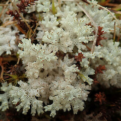 Pulchrocladia retipora