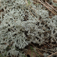 Motukānuka Scientific Reserve, Eyrewell, Canterbury Plains.<br>Photographer: Melissa Hutchison, Date taken: 09/11/2019, Licence: <a target='_blank' href='https://creativecommons.org/licenses/by-nc/4.0'>CC BY-NC</a>. <a class='member-message' href='/nzpcn/why-join-nzpcn/' target='_blank'>Members can view a larger version of this image.</a>