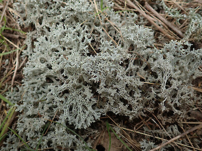 Pulchrocladia retipora • New Zealand Plant Conservation Network