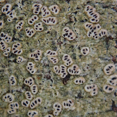 Chiodecton colensoi