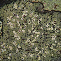 Paihia, Northland.<br>Photographer: Melissa Hutchison, Date taken: 20/01/2020, Licence: <a target='_blank' href='https://creativecommons.org/licenses/by-nc/4.0'>CC BY-NC</a>. <a class='member-message' href='/nzpcn/why-join-nzpcn/' target='_blank'>Members can view a larger version of this image.</a>