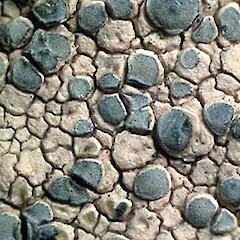 Lecanora bicincta