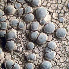 Lecanora swartzii