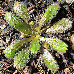 Solenogyne christensenii in cultivation. Photo: John Barkla