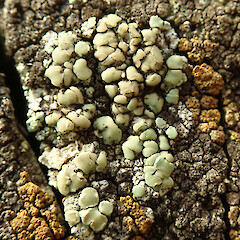 Lecanora polytropa