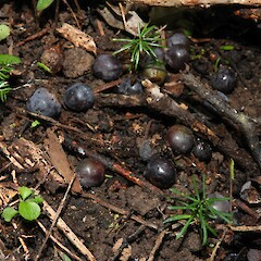 Fallen fruit and seedlings on the forest floor, Hokonui Hills, Southland.<br>Photographer: Jesse Bythell, Date taken: 28/03/2018, Licence: <a target='_blank' href='https://creativecommons.org/licenses/by-nc/4.0'>CC BY-NC</a>. <a class='member-message' href='/nzpcn/why-join-nzpcn/' target='_blank'>Members can view a larger version of this image.</a>
