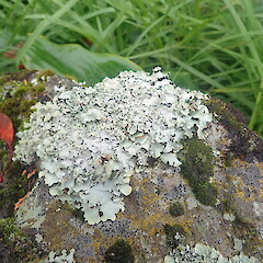 Saxicolous on basalt wall.<br>Photographer: Marley Ford, Licence: <a target='_blank' href='https://creativecommons.org/licenses/by-nc/4.0'>CC BY-NC</a>. <a class='member-message' href='/nzpcn/why-join-nzpcn/' target='_blank'>Members can view a larger version of this image.</a>