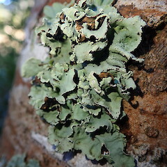Corticolous.<br>Photographer: Marley Ford, Licence: <a target='_blank' href='https://creativecommons.org/licenses/by-nc/4.0'>CC BY-NC</a>. <a class='member-message' href='/nzpcn/why-join-nzpcn/' target='_blank'>Members can view a larger version of this image.</a>