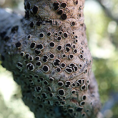 On beech tree, Arthurs Pass National Park.<br>Photographer: Melissa Hutchison, Date taken: 07/02/2020, Licence: <a target='_blank' href='https://creativecommons.org/licenses/by-nc/4.0'>CC BY-NC</a>. <a class='member-message' href='/nzpcn/why-join-nzpcn/' target='_blank'>Members can view a larger version of this image.</a>