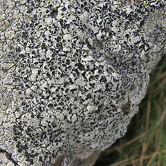 The Tors, Port Hills, Christchurch.<br>Photographer: Melissa Hutchison, Date taken: 11/05/2019, Licence: <a target='_blank' href='https://creativecommons.org/licenses/by-nc/4.0'>CC BY-NC</a>. <a class='member-message' href='/nzpcn/why-join-nzpcn/' target='_blank'>Members can view a larger version of this image.</a>