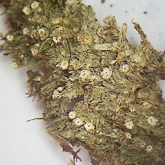 Topeliopsis decorticans
