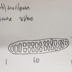 Ascospore drawing.<br>Photographer: Andrew Marshall, Licence: All rights reserved. <a class='member-message' href='/nzpcn/why-join-nzpcn/' target='_blank'>Members can view a larger version of this image.</a>