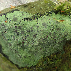 Banks Peninsula.<br>Photographer: Melissa Hutchison, Date taken: 12/11/2019, Licence: <a target='_blank' href='https://creativecommons.org/licenses/by-nc/4.0'>CC BY-NC</a>. <a class='member-message' href='/nzpcn/why-join-nzpcn/' target='_blank'>Members can view a larger version of this image.</a>