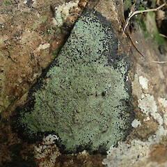 Montgomery Scenic Reserve, Banks Peninsula.<br>Photographer: Melissa Hutchison, Date taken: 16/08/2020, Licence: <a target='_blank' href='https://creativecommons.org/licenses/by-nc/4.0'>CC BY-NC</a>. <a class='member-message' href='/nzpcn/why-join-nzpcn/' target='_blank'>Members can view a larger version of this image.</a>