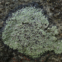 Psoroma melanizum