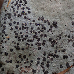 Wairere Boulders, Hokianga, Northland.<br>Photographer: Melissa Hutchison, Date taken: 22/01/2020, Licence: <a target='_blank' href='https://creativecommons.org/licenses/by-nc/4.0'>CC BY-NC</a>. <a class='member-message' href='/nzpcn/why-join-nzpcn/' target='_blank'>Members can view a larger version of this image.</a>