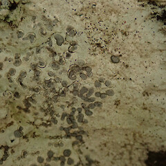 Stony Bay, Coromandel.<br>Photographer: Melissa Hutchison, Date taken: 05/09/2020, Licence: <a target='_blank' href='https://creativecommons.org/licenses/by-nc/4.0'>CC BY-NC</a>. <a class='member-message' href='/nzpcn/why-join-nzpcn/' target='_blank'>Members can view a larger version of this image.</a>