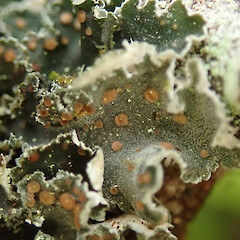 Maumaupaki Track, Coromandel Peninsula.<br>Photographer: Melissa Hutchison, Date taken: 06/09/2020, Licence: <a target='_blank' href='https://creativecommons.org/licenses/by-nc/4.0'>CC BY-NC</a>. <a class='member-message' href='/nzpcn/why-join-nzpcn/' target='_blank'>Members can view a larger version of this image.</a>
