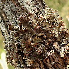 Corticolous on manuka, Maungawhai.<br>Photographer: Marley Ford, Date taken: 02/09/2020, Licence: <a target='_blank' href='https://creativecommons.org/licenses/by-nc/4.0'>CC BY-NC</a>. <a class='member-message' href='/nzpcn/why-join-nzpcn/' target='_blank'>Members can view a larger version of this image.</a>