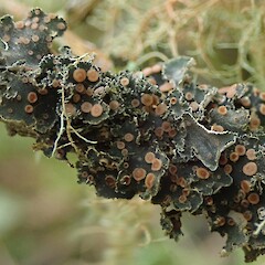 Leioderma erythrocarpum