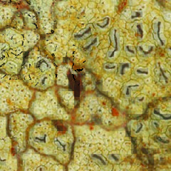 Enterographa subgelatinosa