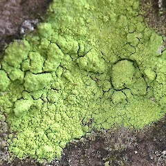 Psilolechia lucida