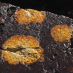 Quebec, Canada.<br>Photographer: David Bird, Licence: Public domain. <a class='member-message' href='/nzpcn/why-join-nzpcn/' target='_blank'>Members can view a larger version of this image.</a>