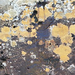 Quebec, Canada.<br>Photographer: David Bird, Licence: Public domain. <a class='member-message' href='/nzpcn/why-join-nzpcn/' target='_blank'>Members can view a larger version of this image.</a>