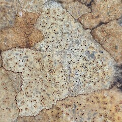 Ionaspis lacustris