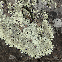 Summit Road, Port Hills, Christchurch.<br>Photographer: Melissa Hutchison, Date taken: 25/04/2020, Licence: <a target='_blank' href='https://creativecommons.org/licenses/by-nc/4.0'>CC BY-NC</a>. <a class='member-message' href='/nzpcn/why-join-nzpcn/' target='_blank'>Members can view a larger version of this image.</a>
