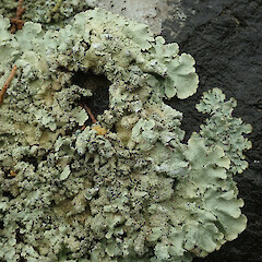 Magnet Bay, Banks Peninsula.<br>Photographer: Melissa Hutchison, Date taken: 21/08/2020, Licence: <a target='_blank' href='https://creativecommons.org/licenses/by-nc/4.0'>CC BY-NC</a>. <a class='member-message' href='/nzpcn/why-join-nzpcn/' target='_blank'>Members can view a larger version of this image.</a>